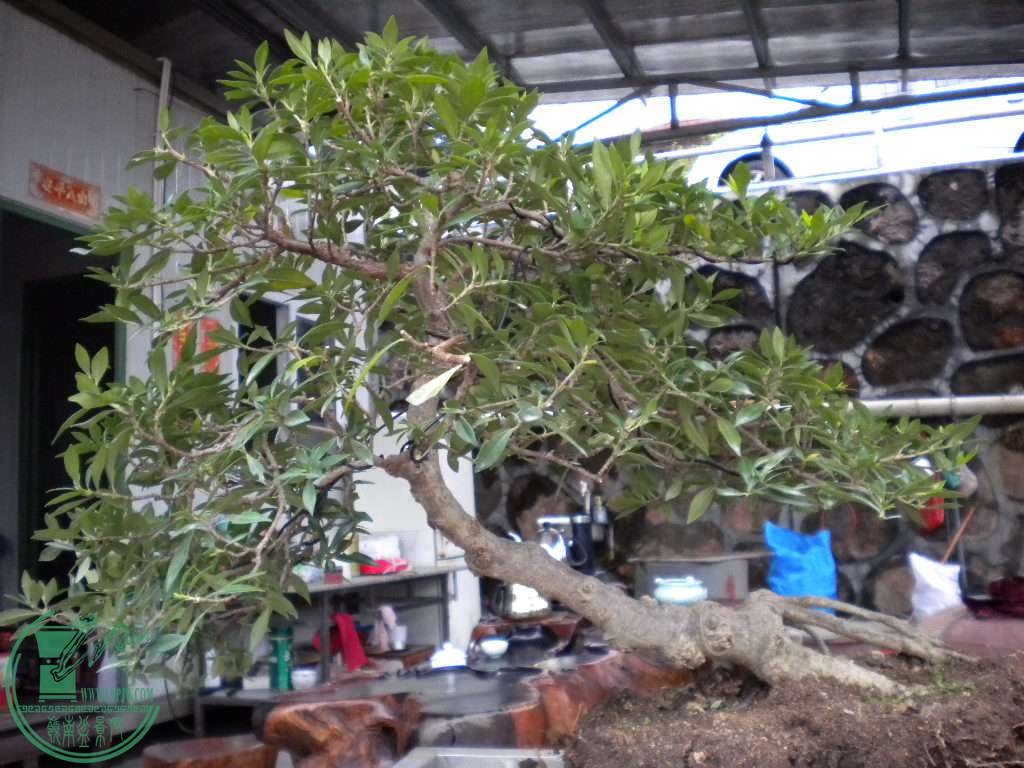 DSCN8823.JPG