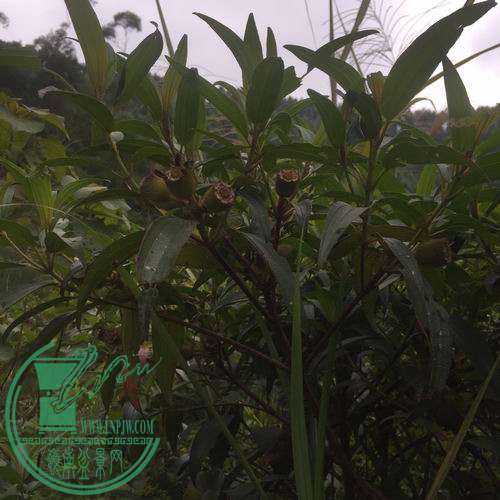 Ƭ 018.jpg