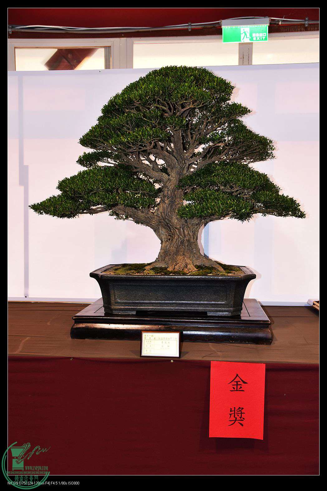 nEO_IMG_DSC_1794.jpg