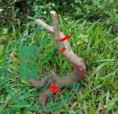 ţ.png