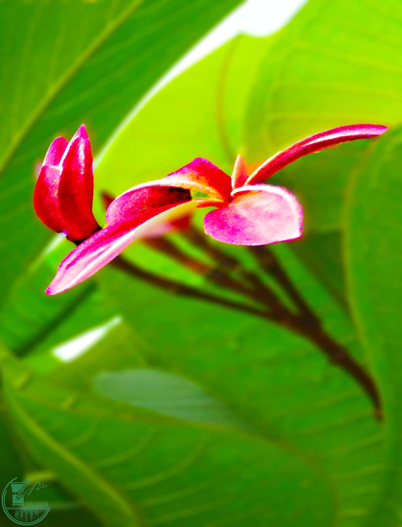DSC_0216.JPG