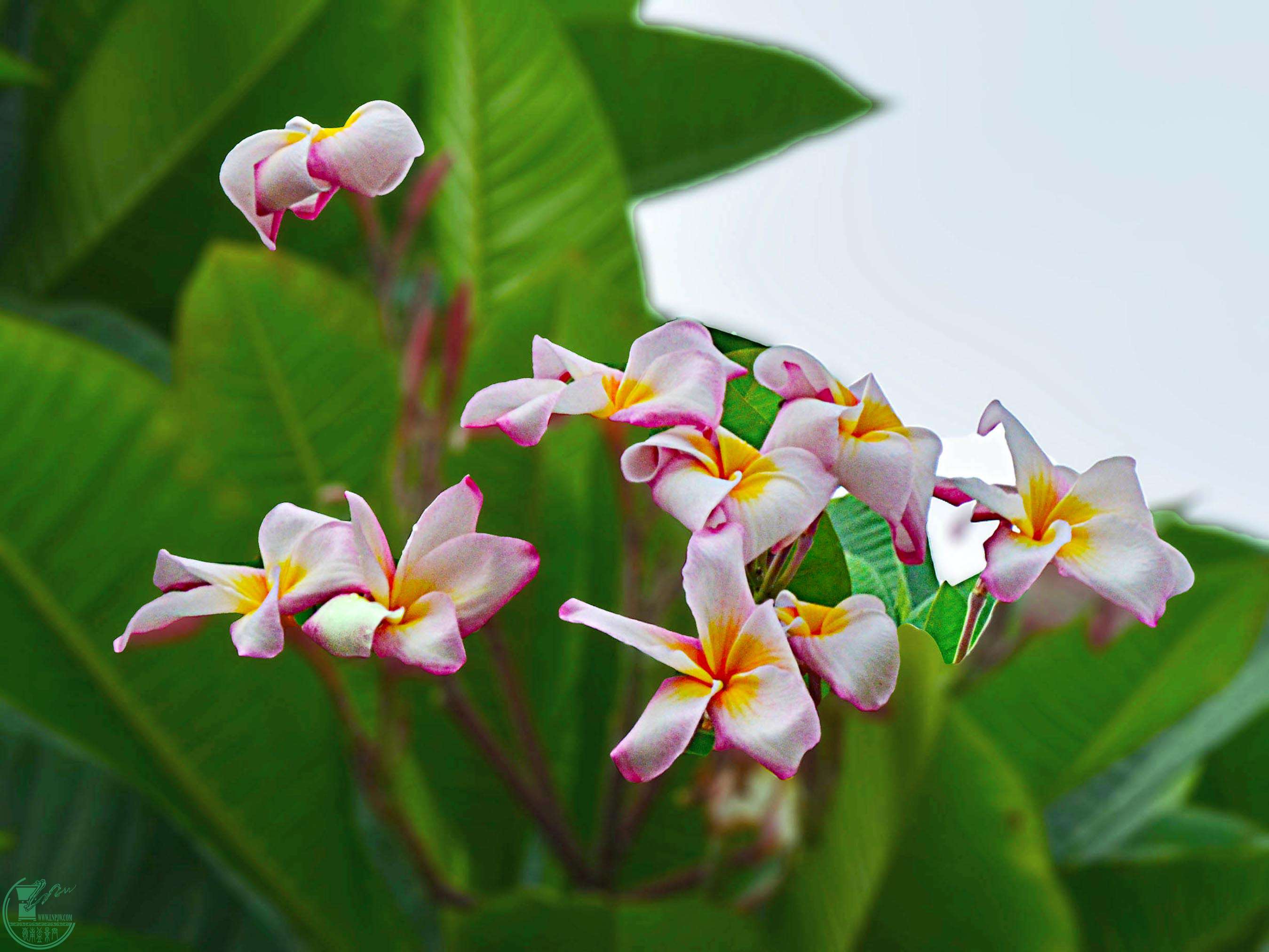 DSC_0220 -).JPG