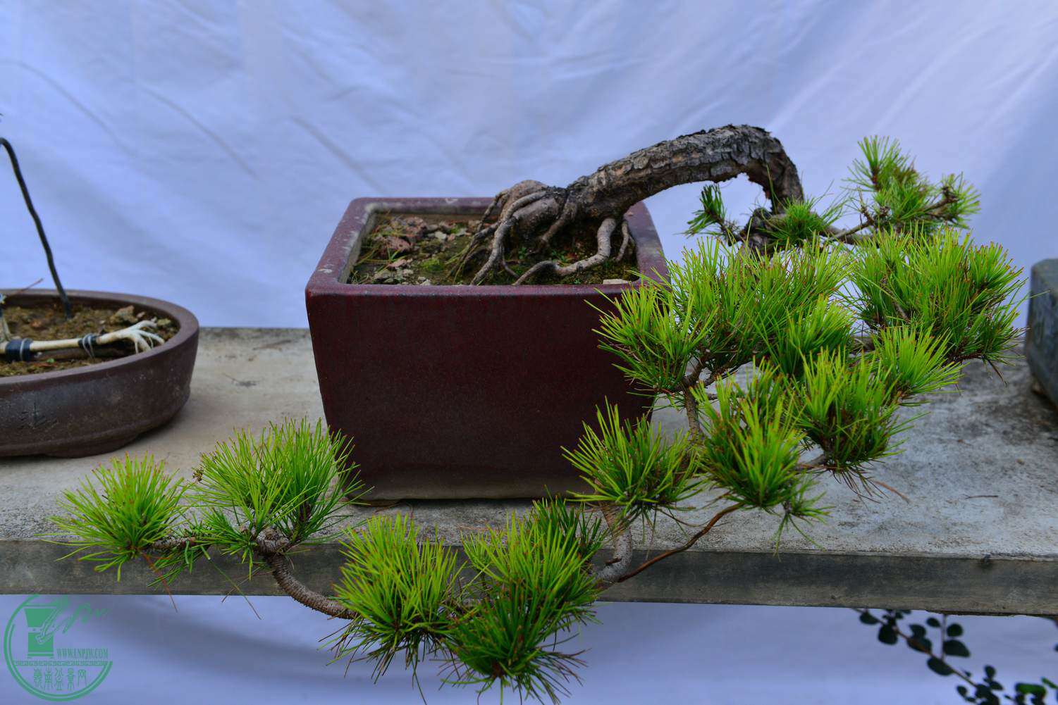 DSC_8976.jpg