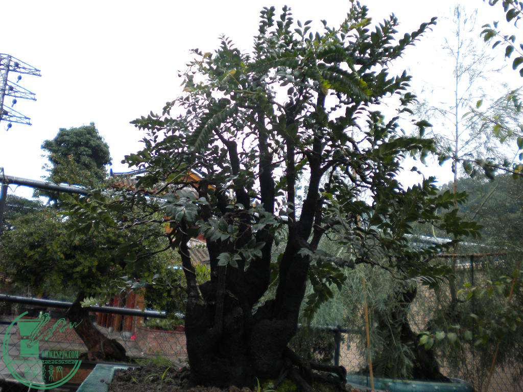 DSCN8821.JPG