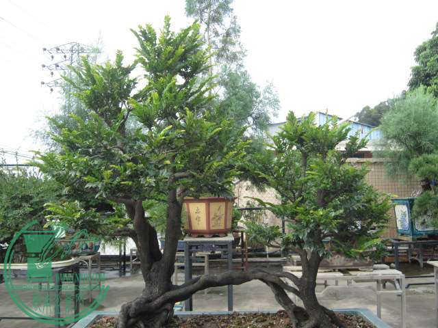 IMG_9879.JPG