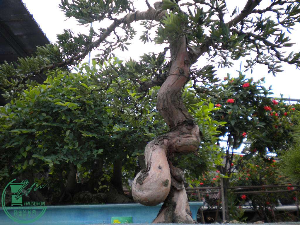 DSCN8841.JPG