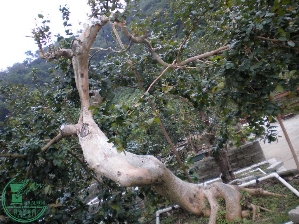 DSCN8845.JPG