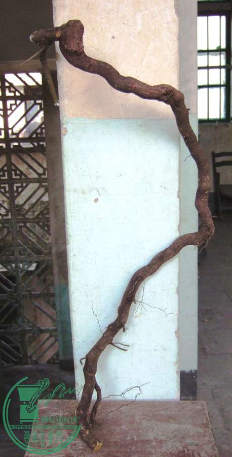 DSCF4529.JPG