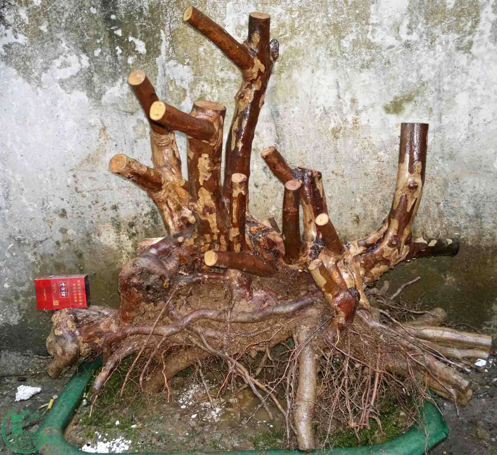 2016120816191.jpg