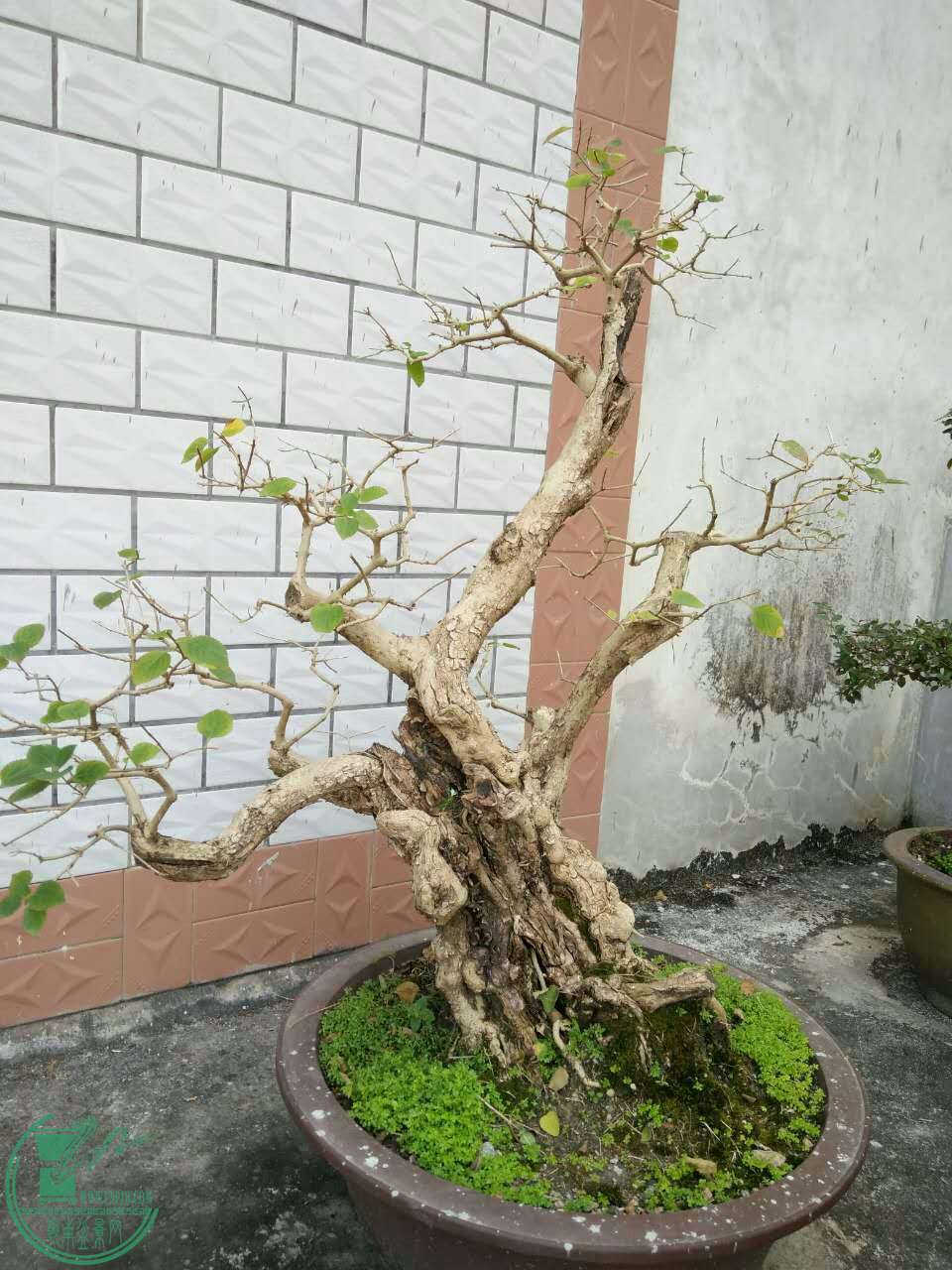 mmexport1481196269026.jpg