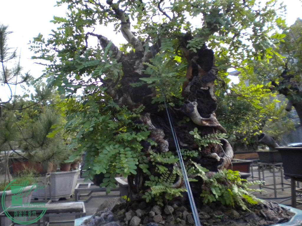 DSCN8864.JPG