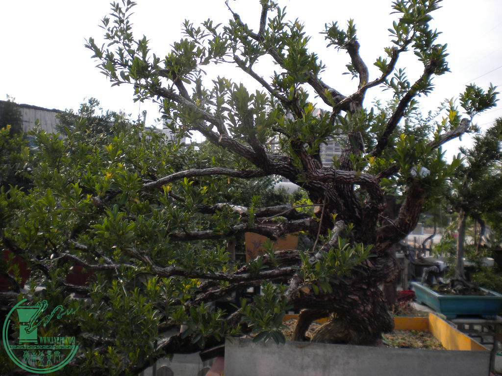 DSCN8858.JPG