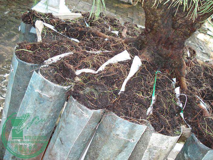 root10.jpg