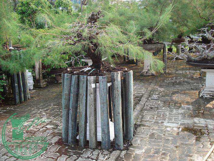 root_i10.jpg