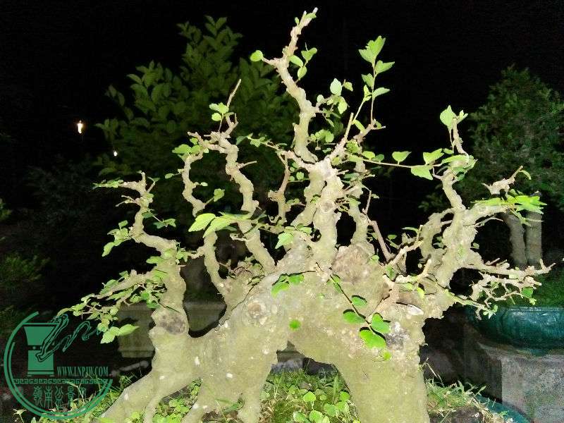 IMG20161218200053.jpg