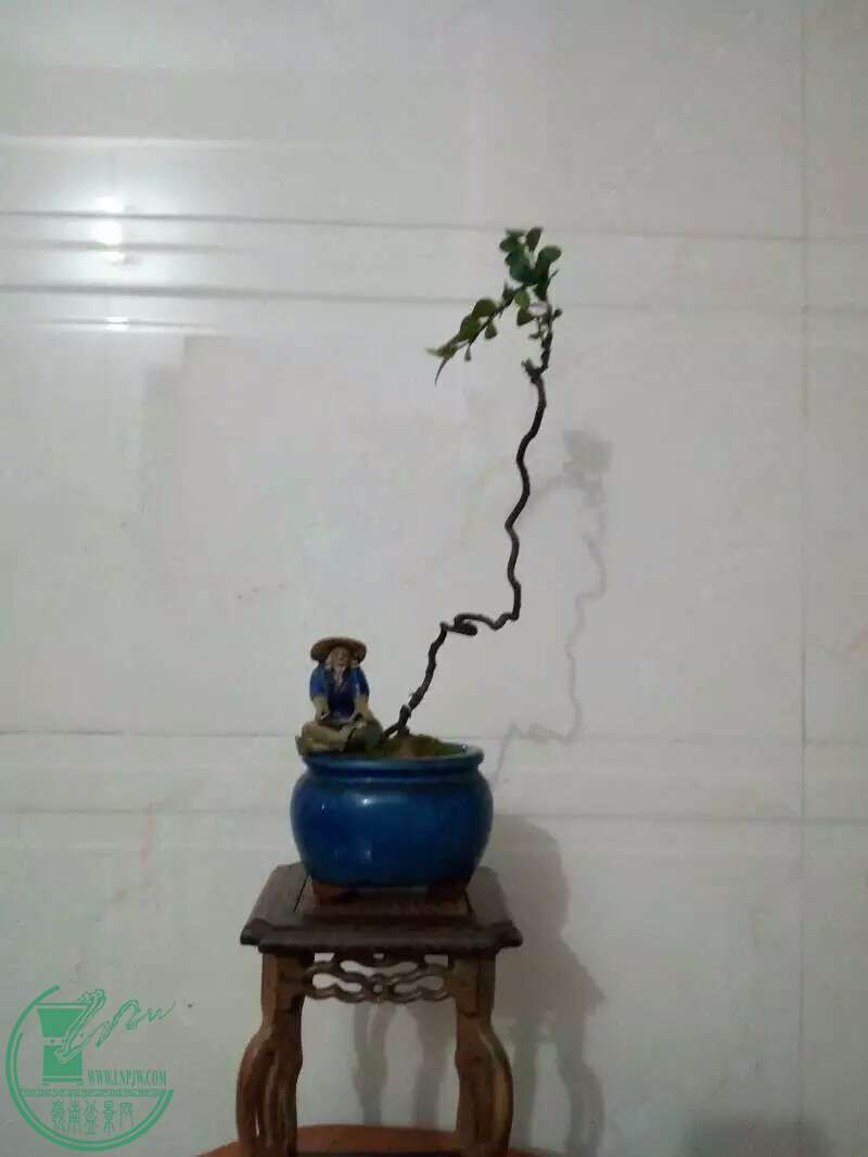 1482211540206.jpeg