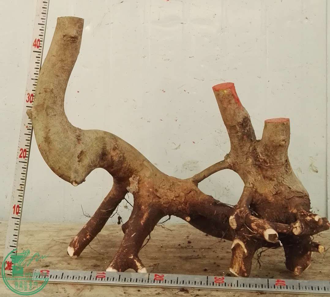 3��СҶ��650