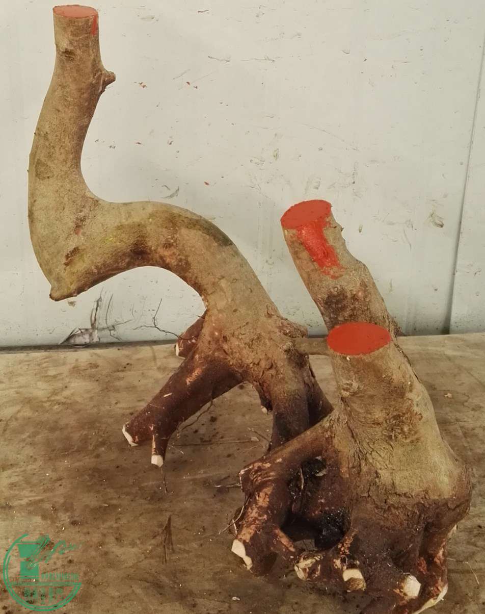 3��СҶ��650