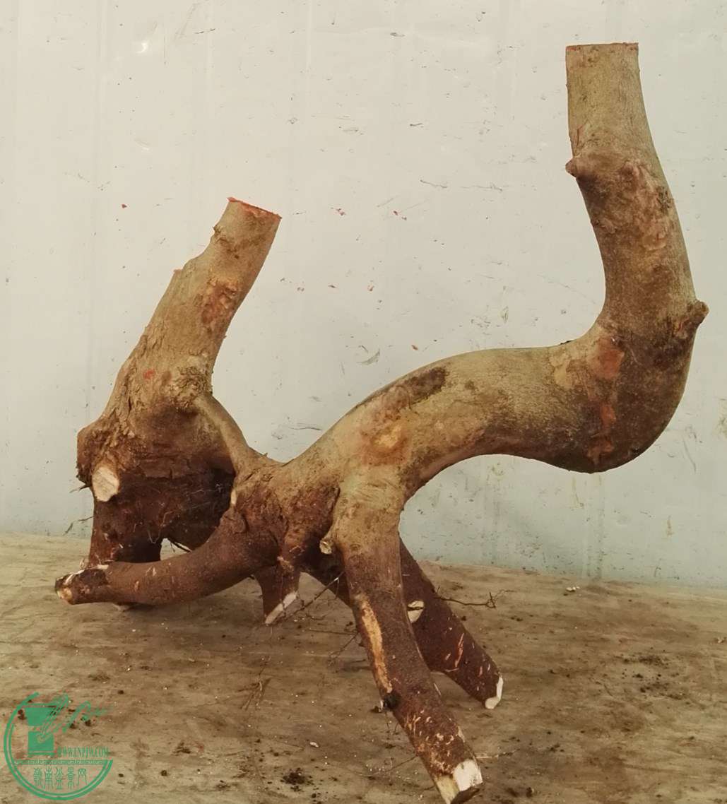 3��СҶ��650