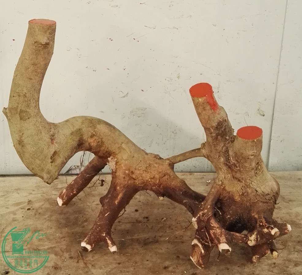 3��СҶ��650