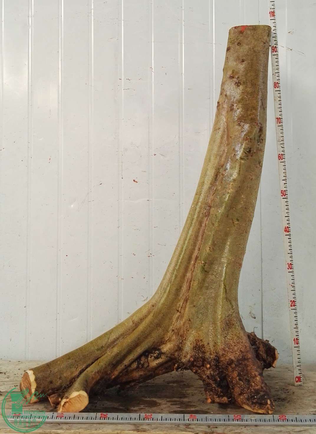 2�ŶԽڽ���1200