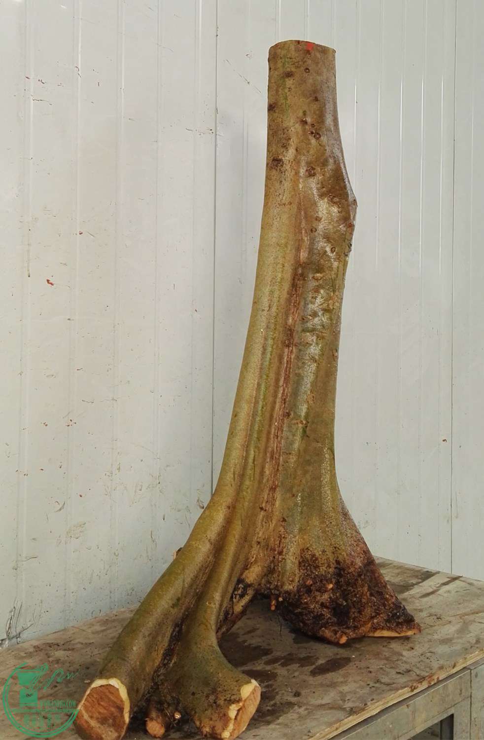 2�ŶԽڽ���1200