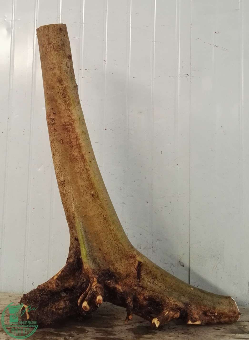 2�ŶԽڽ���1200