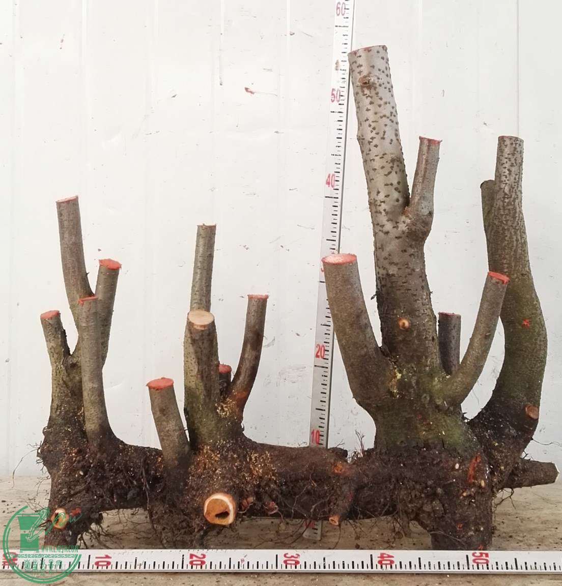 1�Ż𼬴���850