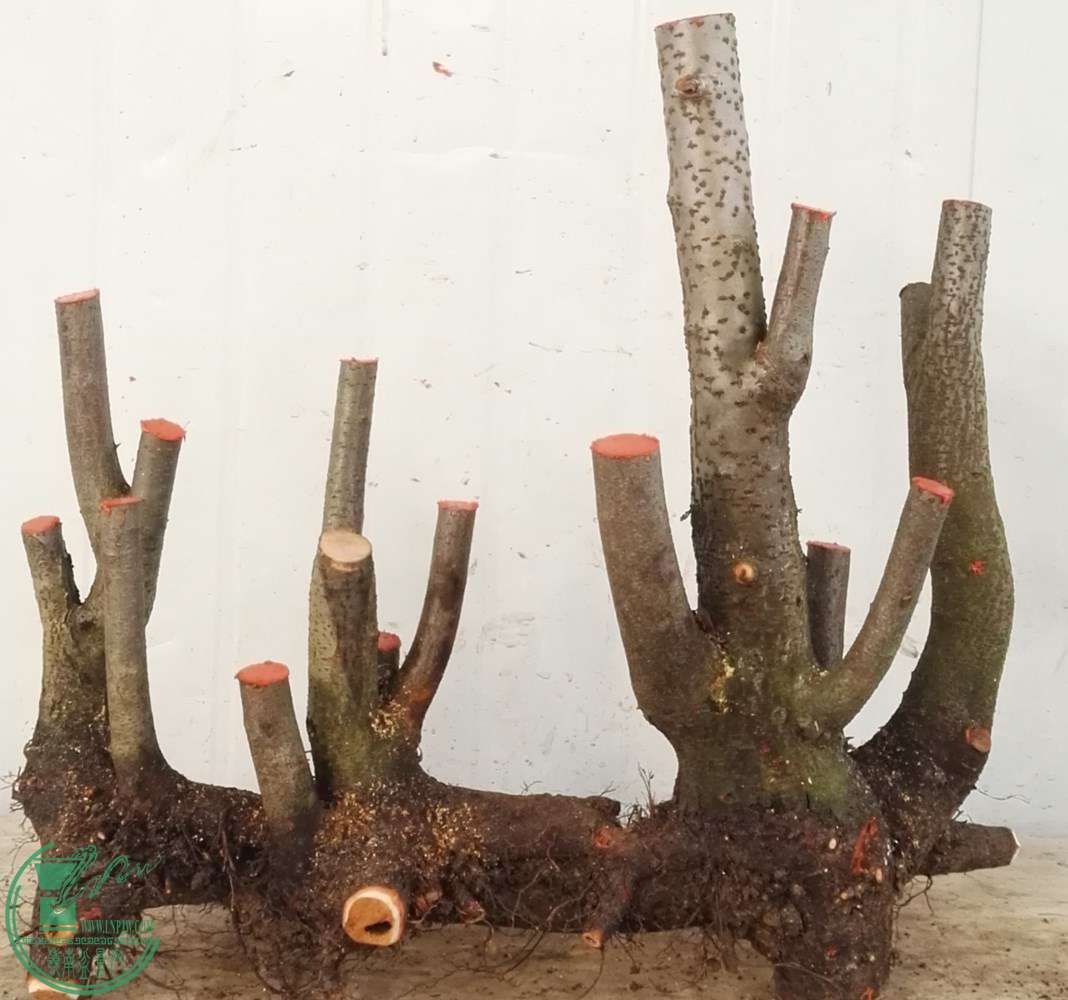 1�Ż𼬴���850