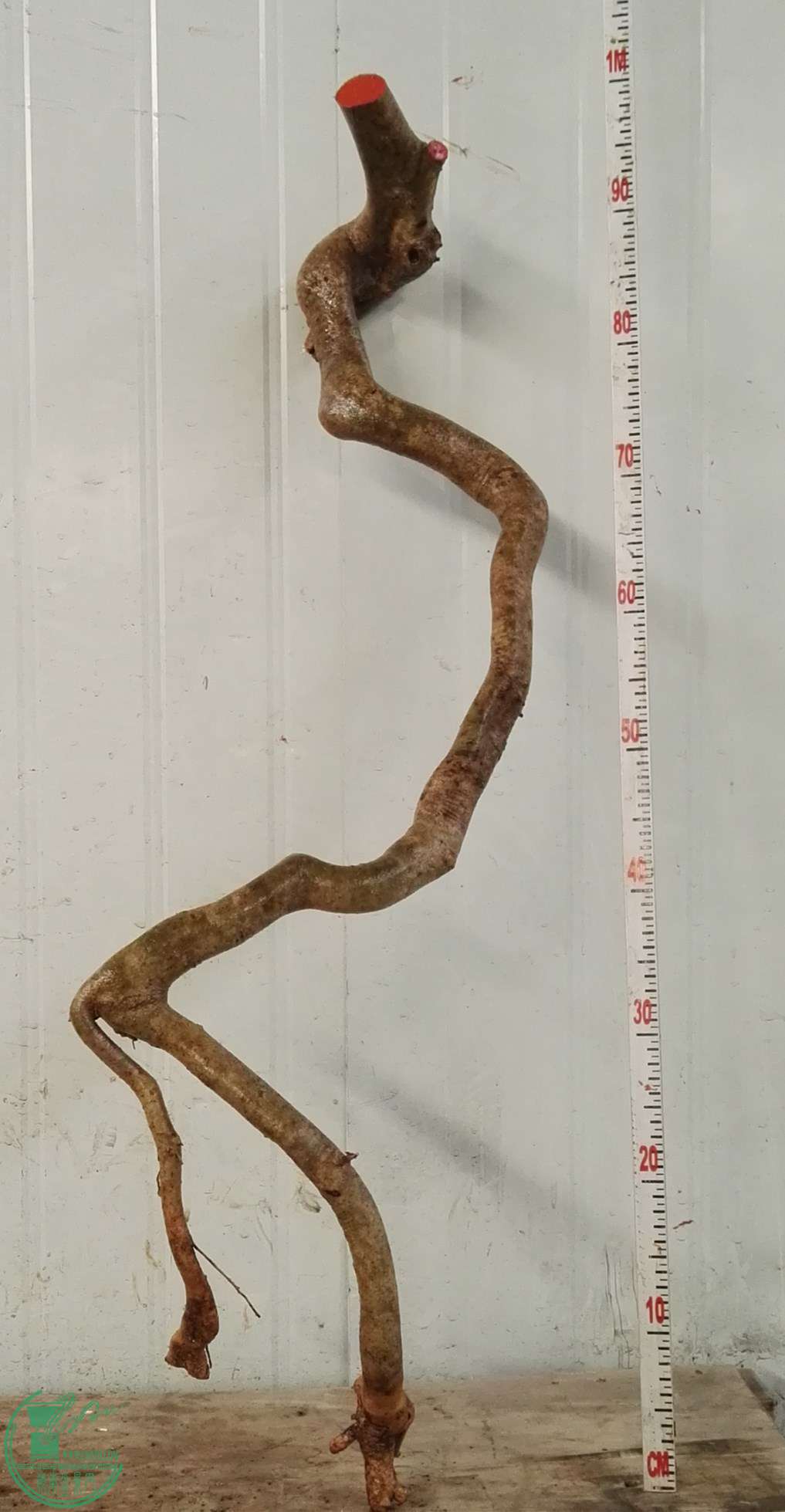 2�ŶԽ�����550