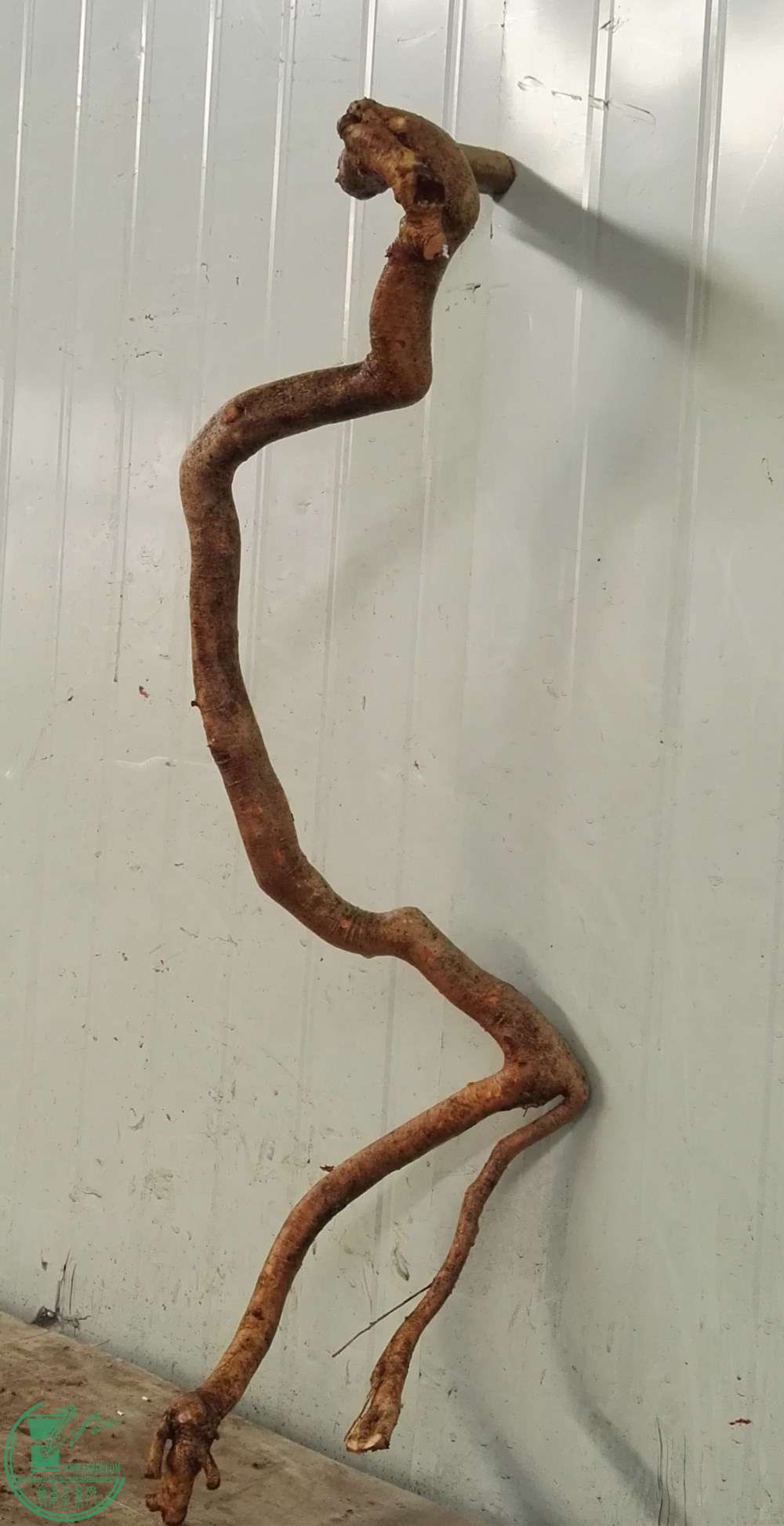 2�ŶԽ�����550