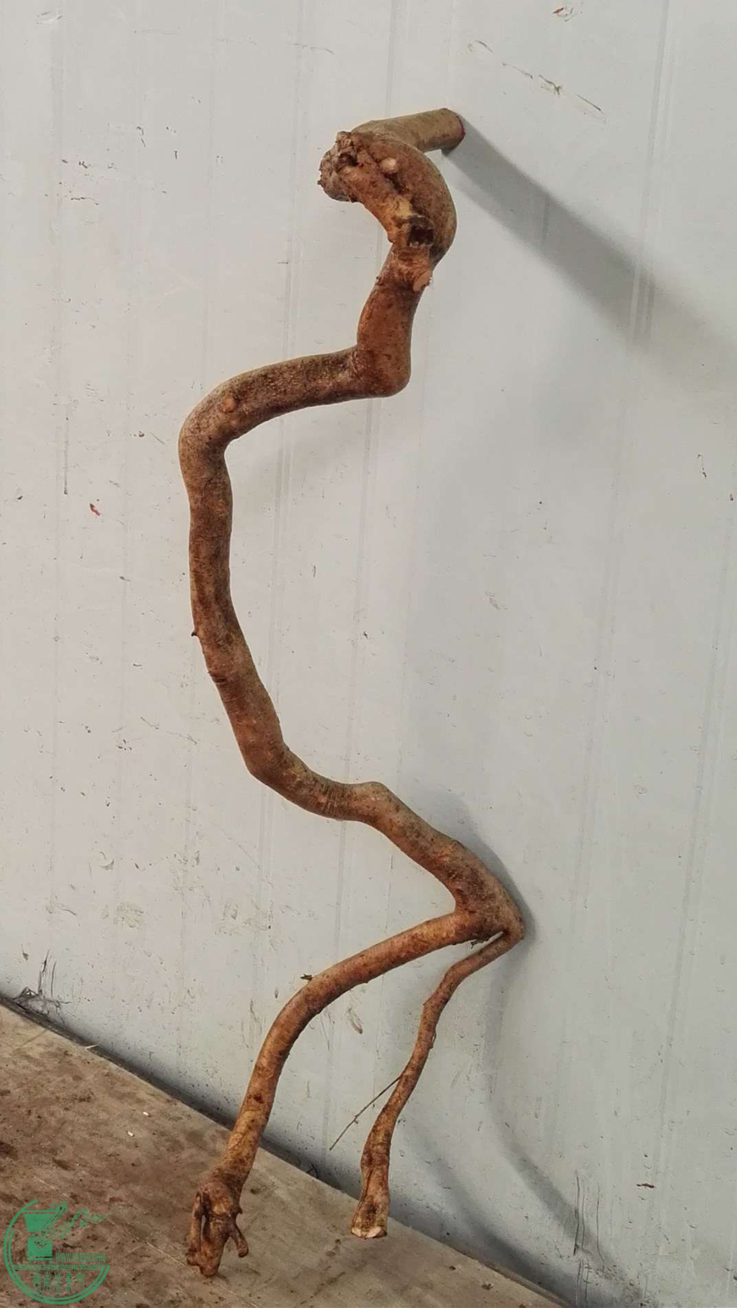 2�ŶԽ�����550