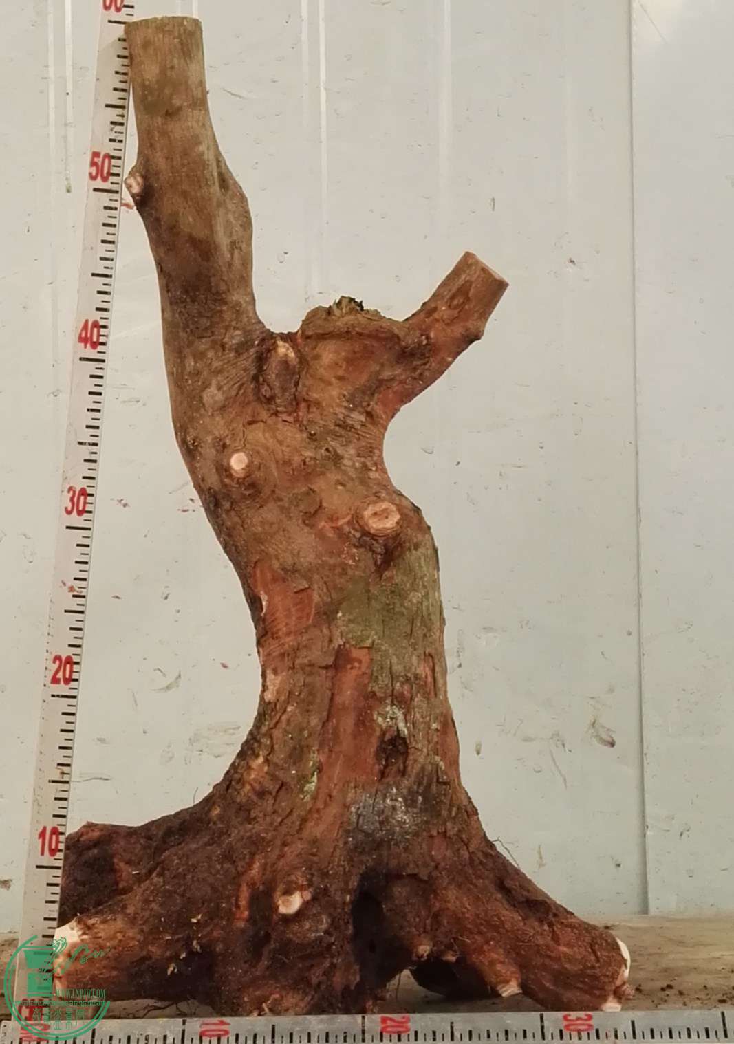 3��СҶ��450