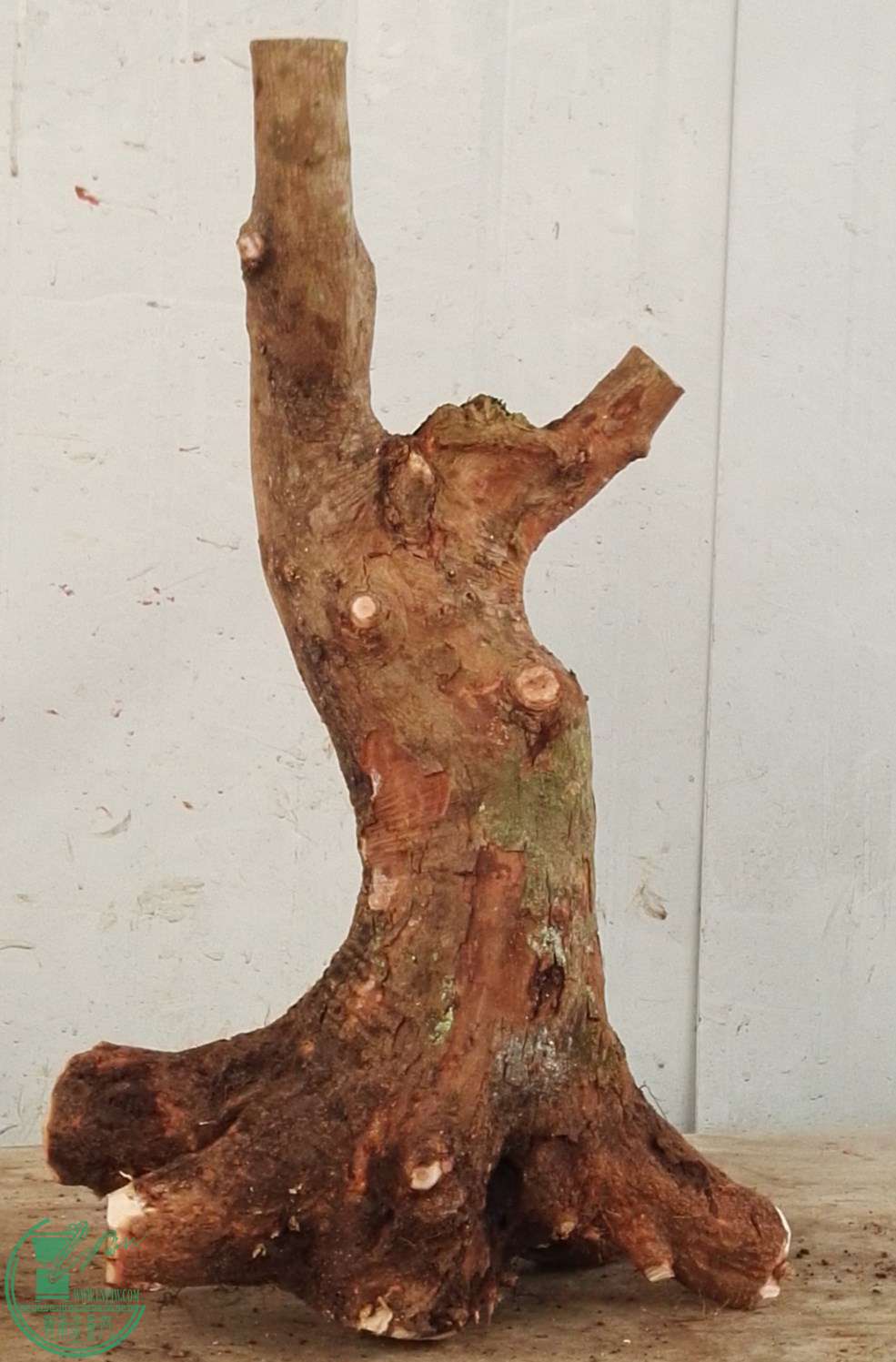 3��СҶ��450