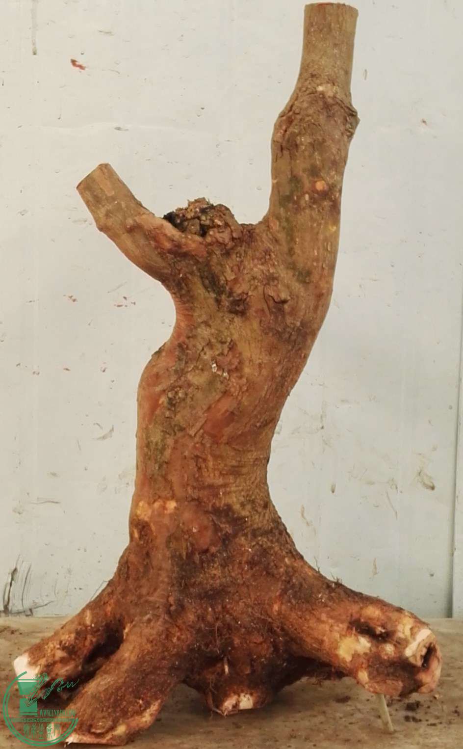 3��СҶ��450