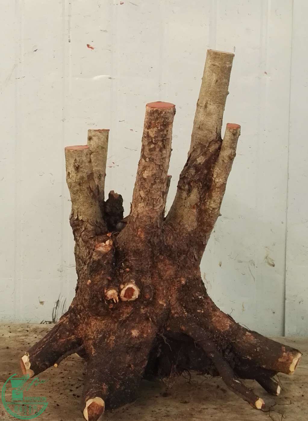 1�Ŵ̶���550