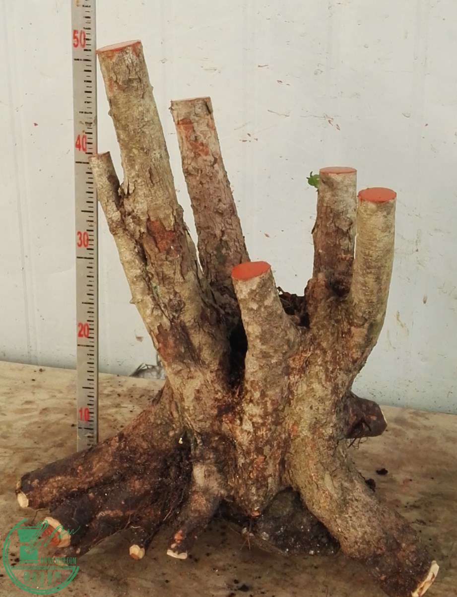 1�Ŵ̶���550