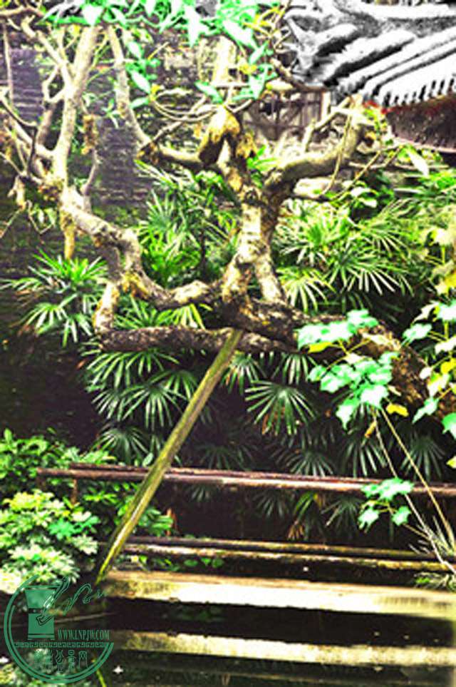 DSC_010a.jpg