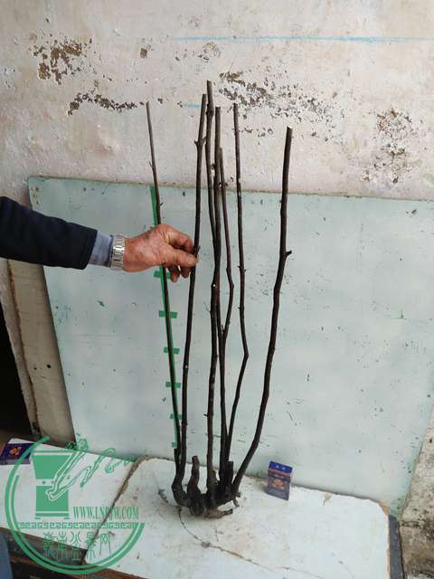 �½��ļ��� (3)IMG20161230123147.jpg