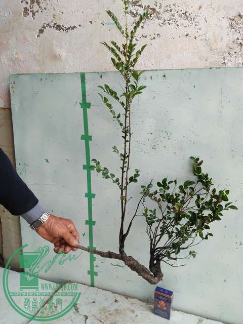 �½��ļ��� (3)IMG20161230123235.jpg