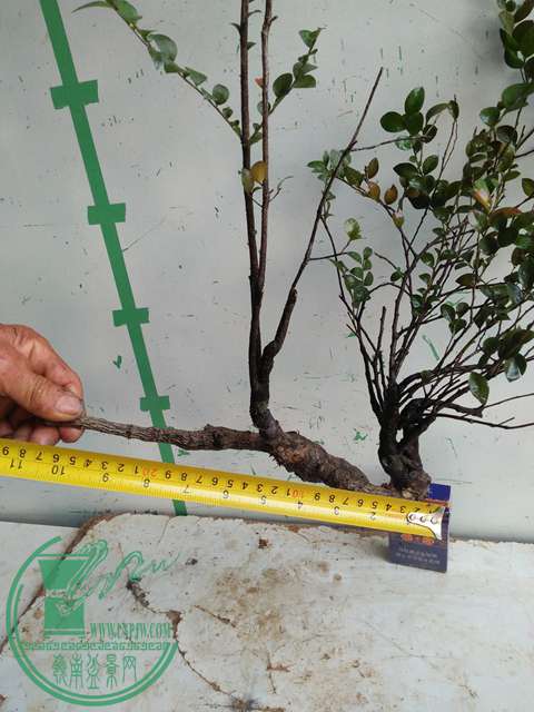 �½��ļ��� (3)IMG20161230123250.jpg