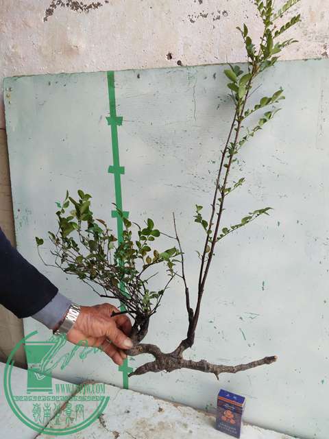 �½��ļ��� (3)IMG20161230123305.jpg