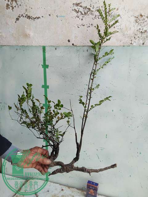 �½��ļ��� (3)IMG20161230123316.jpg