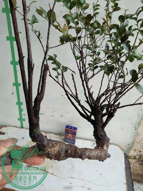 �½��ļ��� (3)IMG20161230123325.jpg