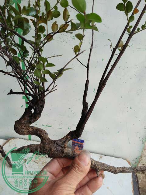 �½��ļ��� (3)IMG20161230123330.jpg