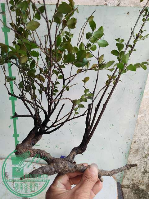 �½��ļ��� (3)IMG20161230123333.jpg