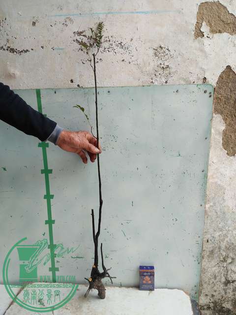 �½��ļ��� (3)IMG20161230122212.jpg