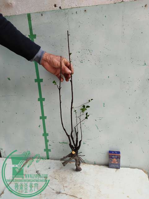 �½��ļ��� (3)IMG20161230122234.jpg