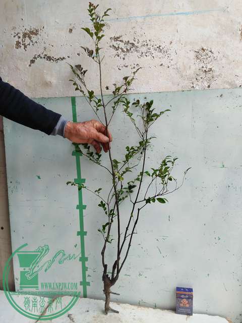 �½��ļ��� (3)IMG20161230122248.jpg