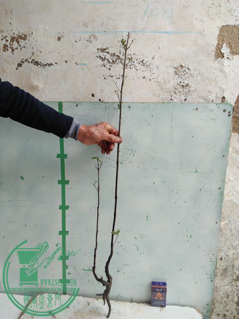 �½��ļ��� (3)IMG20161230122310.jpg